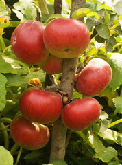 Soda flowers, roses and others