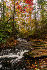 stream in forest in fall