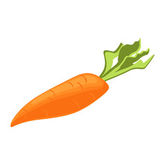 vegetable carrot