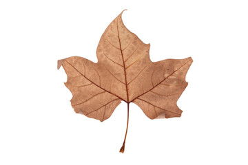 Autumn leaf on transparent background, macro