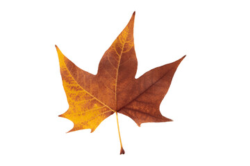 Autumn leaf on transparent background, macro