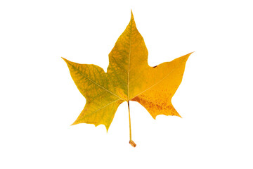 Autumn leaf on transparent background, macro