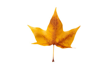 Autumn leaf on transparent background, macro