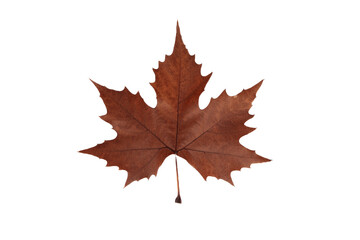 Autumn leaf on transparent background, macro