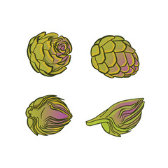 Artichoke. Artichoke green flower heads isolated on white. Globe artichoke thistle cultivated as food. Vector illustration on a white background
