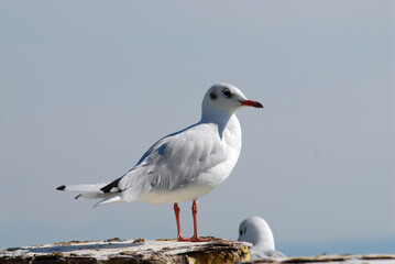 Möwe auf einem Pfahl