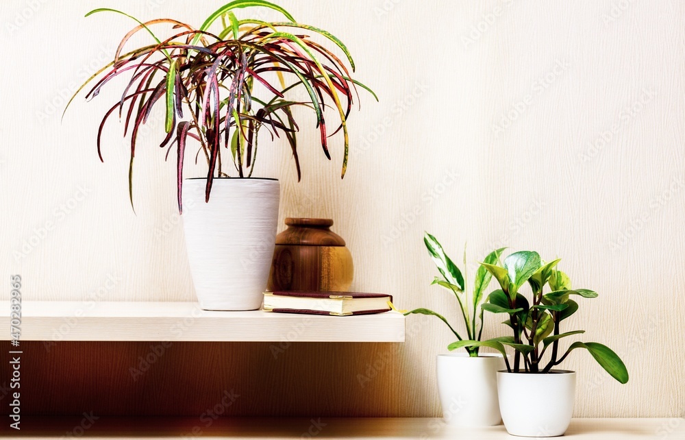 Canvas Prints Tropical plants in pots by a white wall with window shadow