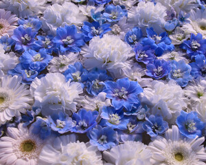 足利市　あしかがフラワーパークの花手水