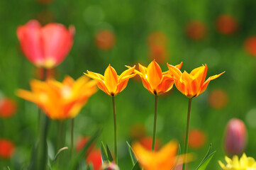 Tulpenblüten