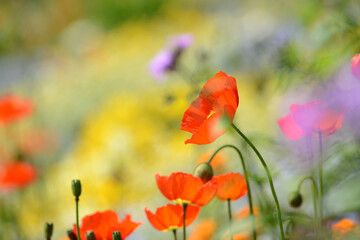 Naklejka premium Roter Islandmohn