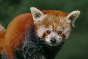 Cute red panda closeup portrait