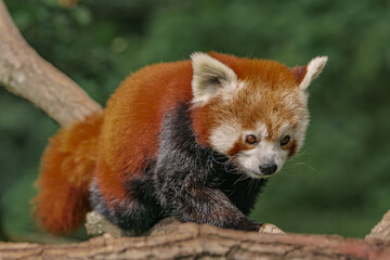 Red panda walking on a branch in the forest