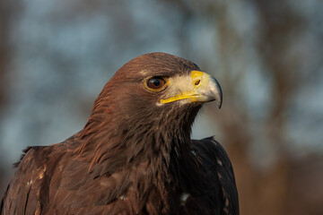 Golden eagle cleseup head detail