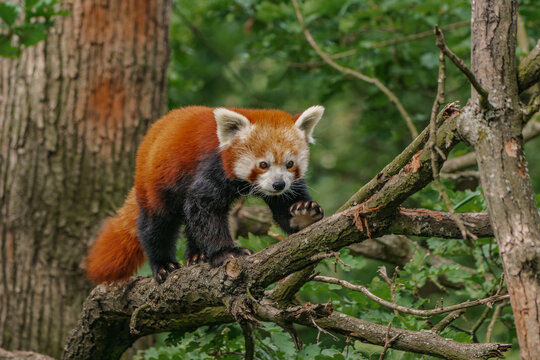 Red panda walking on a branch in the forest