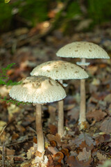 Group of Macrolepiota procera mushroom (snake's hat or snake's sponge) growing in the forest , It is a common species of the parasol mushroom.Wild nature .Marturanum Regional Park,Italy.