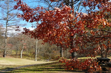 ⒒月、秋の軽井沢へ行ってきました、紅葉の葉も散り町は冬の準備中、