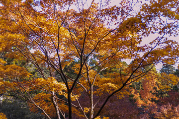 那谷寺の秋の紅葉風景