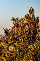 Monarchs