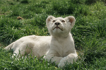 Cute young white lion cub lying on the grass