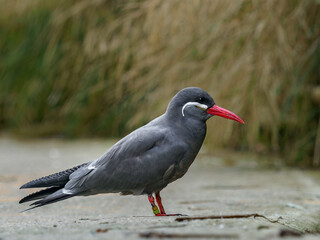 Gray inca tern on the road