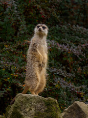 Fototapeta premium Meerkat standing on a rock and looking around
