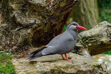 Inca tern  (Larosterna inca) on the rock