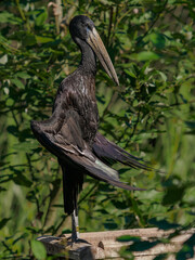 African openbill dries wings in the sun