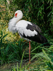 Maguari stork hiding beak in feathers