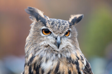 Headshot of a Eurasian Eagle Owl