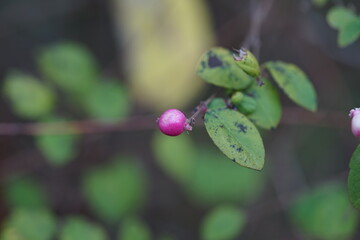 grüne Raupe Fahrzeug, Baustellenfahrzeug