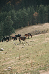 The horses grazes in the fields of the Caucasus.