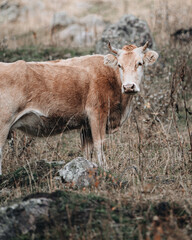 The brown bull grazes in the meadow.