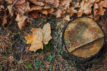 Three beautiful little edible mushrooms grow in the autumn forest on an old dry tree stump