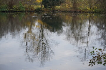 Bäume spiegeln sich im Wasser