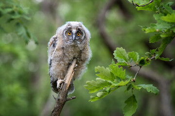 The eared owl cub flies in the forest.