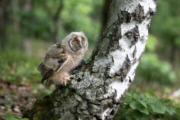 The eared owl cub flies in the forest.