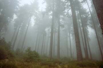 Fototapeta premium Fog in the forest, moody mountain coniferous forest