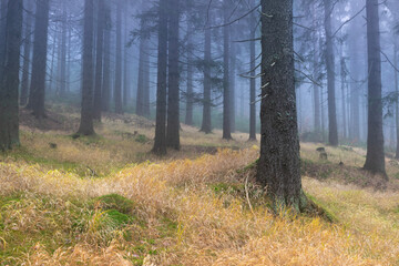 Fog in the forest, moody mountain coniferous forest