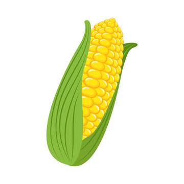 vegetable food corn