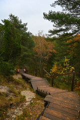 autumn in the forest