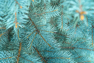 Blue spruce close up background with copy space, macro photo