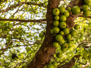 Jabuticaba with many green fruits on the trunk and branches. The jaboticaba called Myrciaria cauliflora is a native tree of the Atlantic Forest of Brazil.