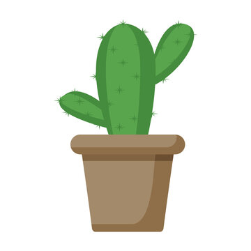 plant cactus pot