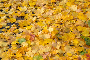 Close up view of leaves on the ground in autumn