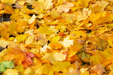 Close up view of leaves on the ground in autumn
