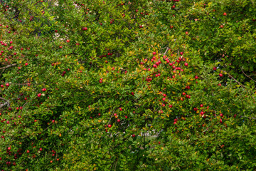 Close-up view of red apples in Quebec