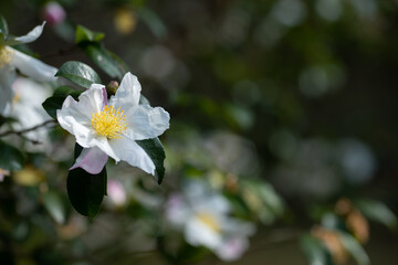 Fototapeta premium 白い山茶花の花 11月