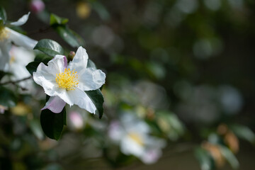 白い山茶花の花　11月