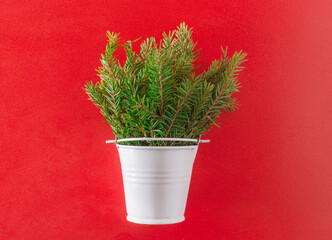 a bouquet of branches from a Christmas tree with needles in a white mini bucket on a red background