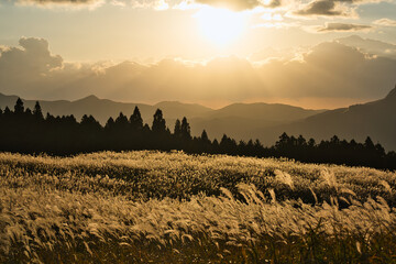 夕日に照らされた一面のすすき © taka